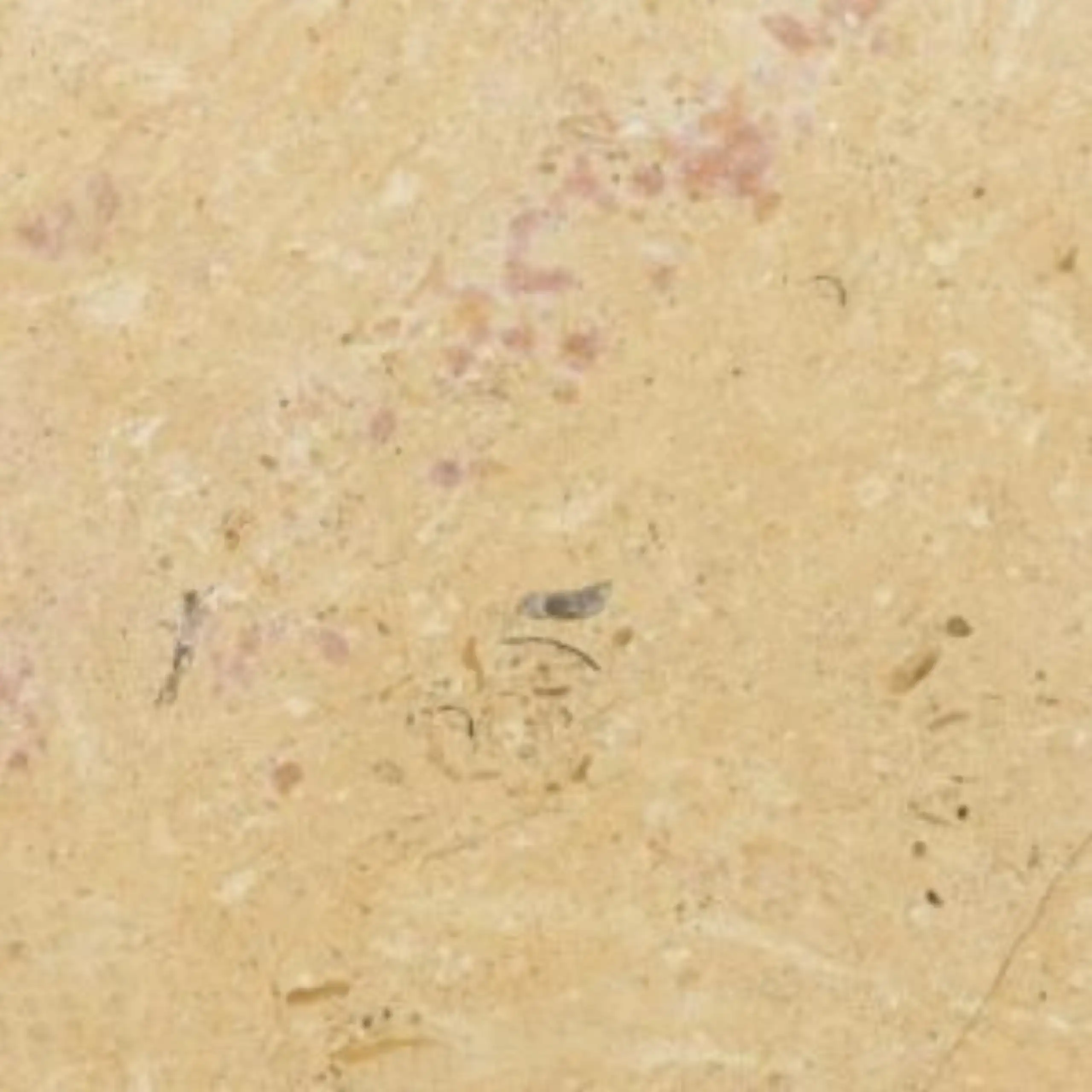 Corton Beige Limestone