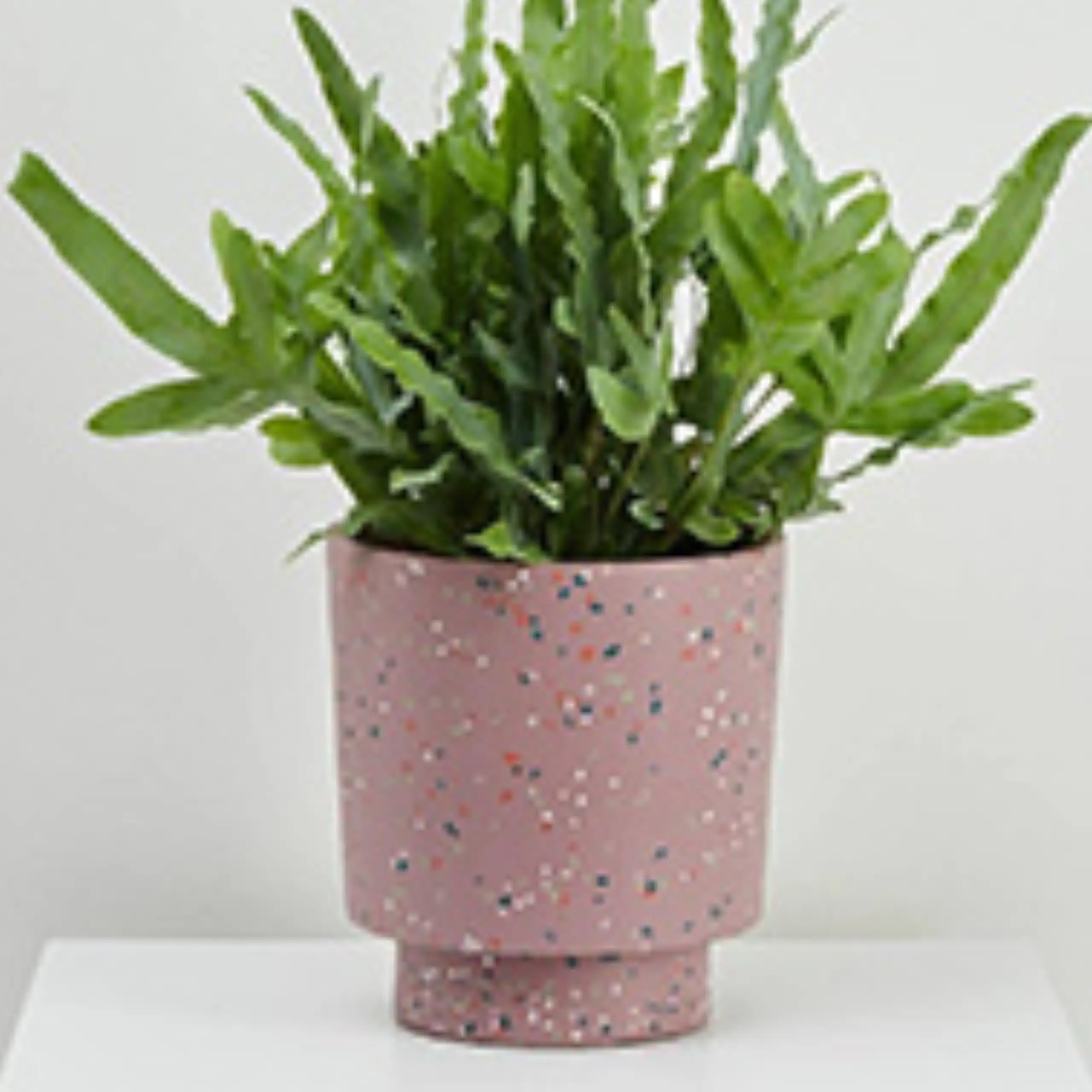 Terrazzo 6
