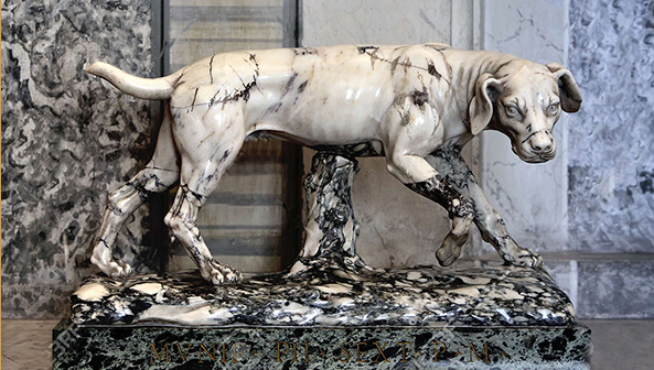 Marble Dog61